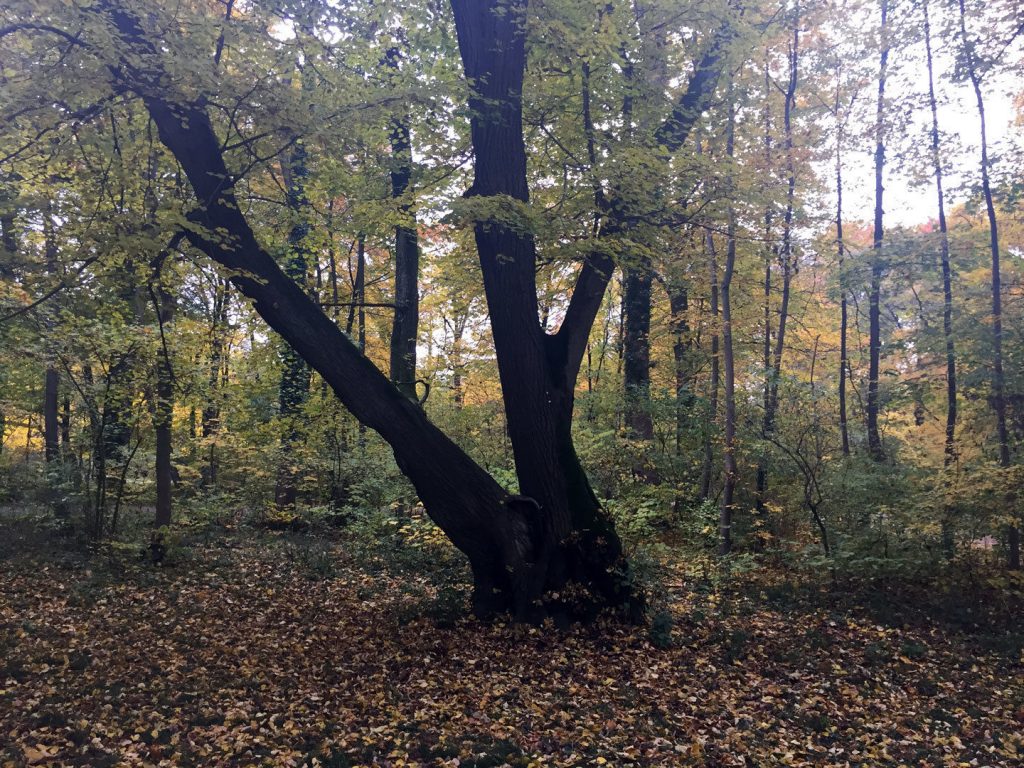 Englischer Garten - Nordteil - München - Bild 4 von 5